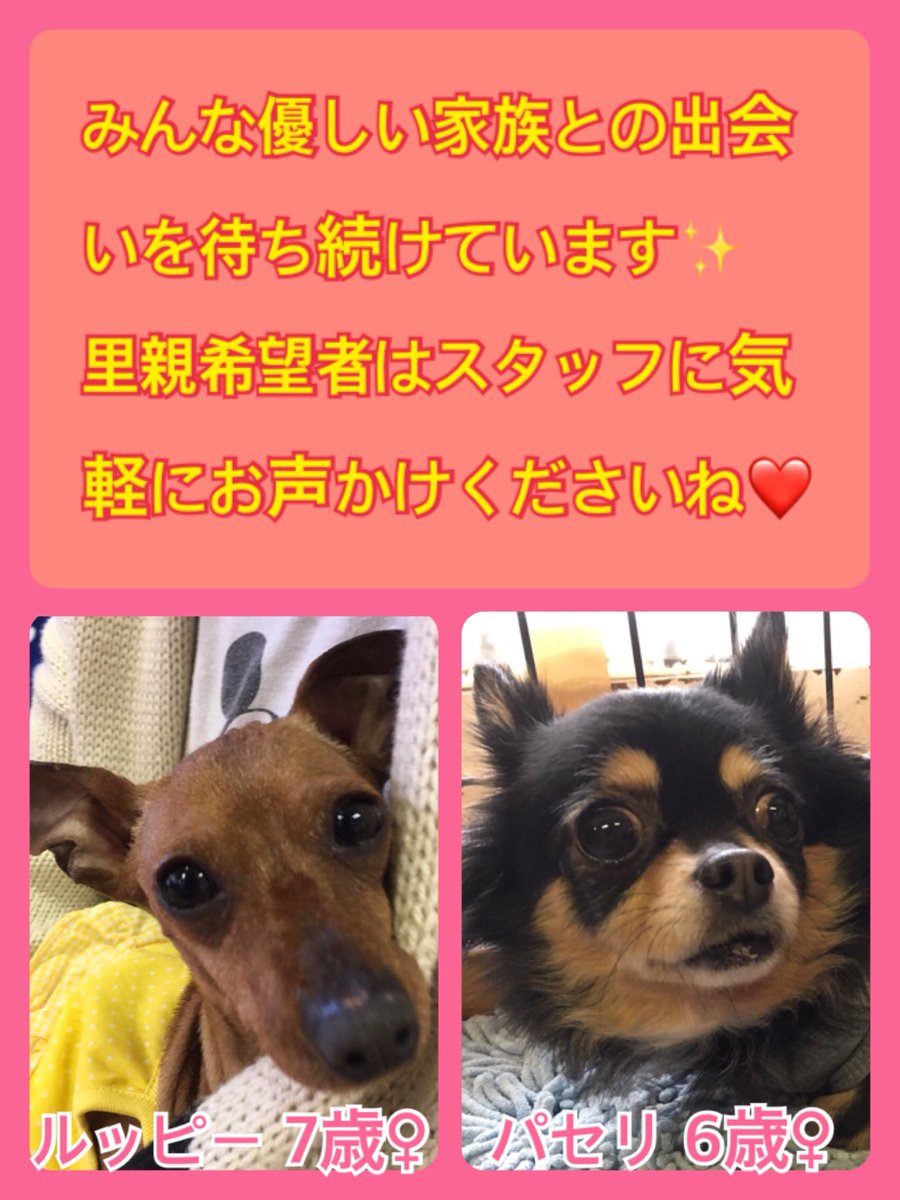 🐾今日の里親様募集中ワンコ🐶メンバーです🐾2019,4,12